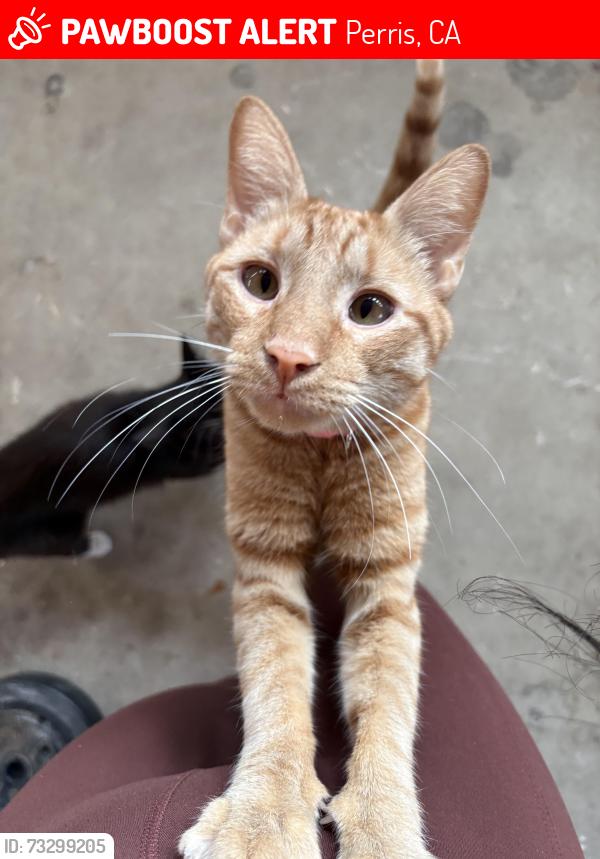 Lost Male Cat last seen Mahogany Lane, Perris, CA 92571