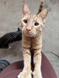 Lost Male Cat last seen Mahogany Lane, Perris, CA 92571