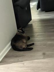 Lost Male Cat last seen Near s Forest st Denver co 80246, Denver, CO 80246