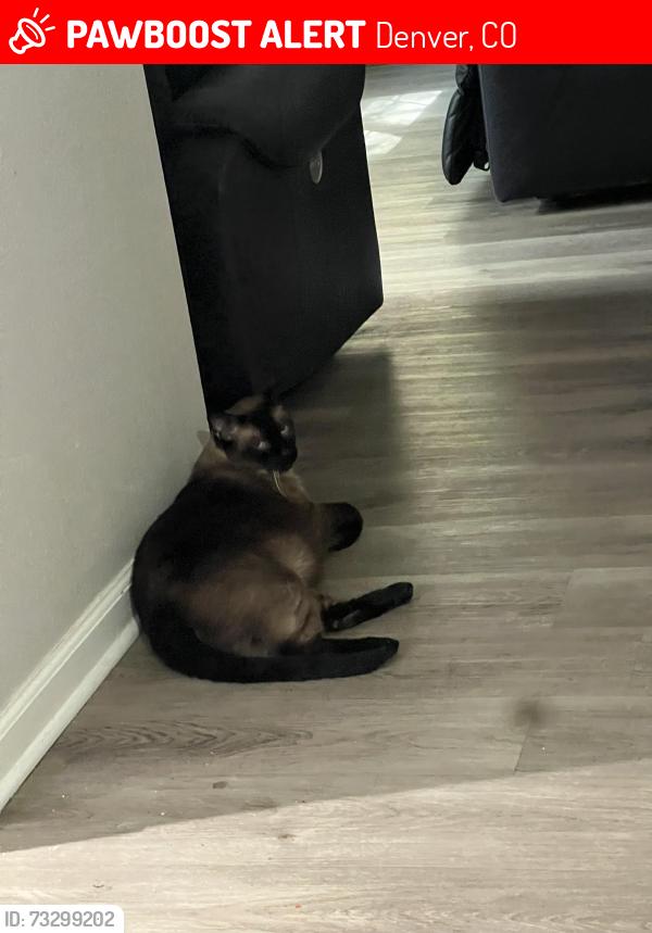 Lost Male Cat last seen Near s Forest st Denver co 80246, Denver, CO 80246