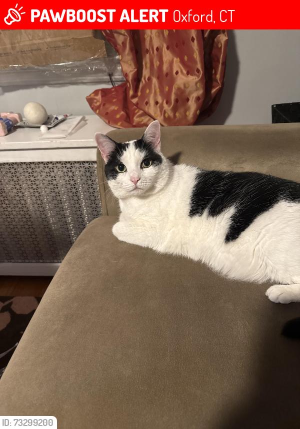 Lost Female Cat last seen Near good hill rd, Oxford, CT 06478