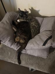 Reunited Female Cat last seen Highland Ave, Highland, CA 92346