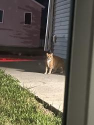 Found/Stray Unknown Cat last seen Village Green subdivision area near the church, Moorhead, MN 56560