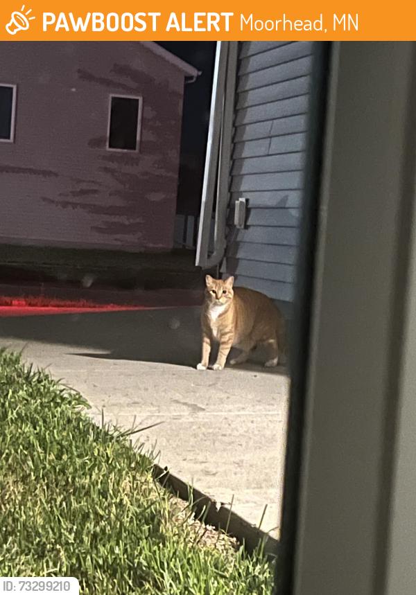 Found/Stray Unknown Cat last seen Village Green subdivision area near the church, Moorhead, MN 56560