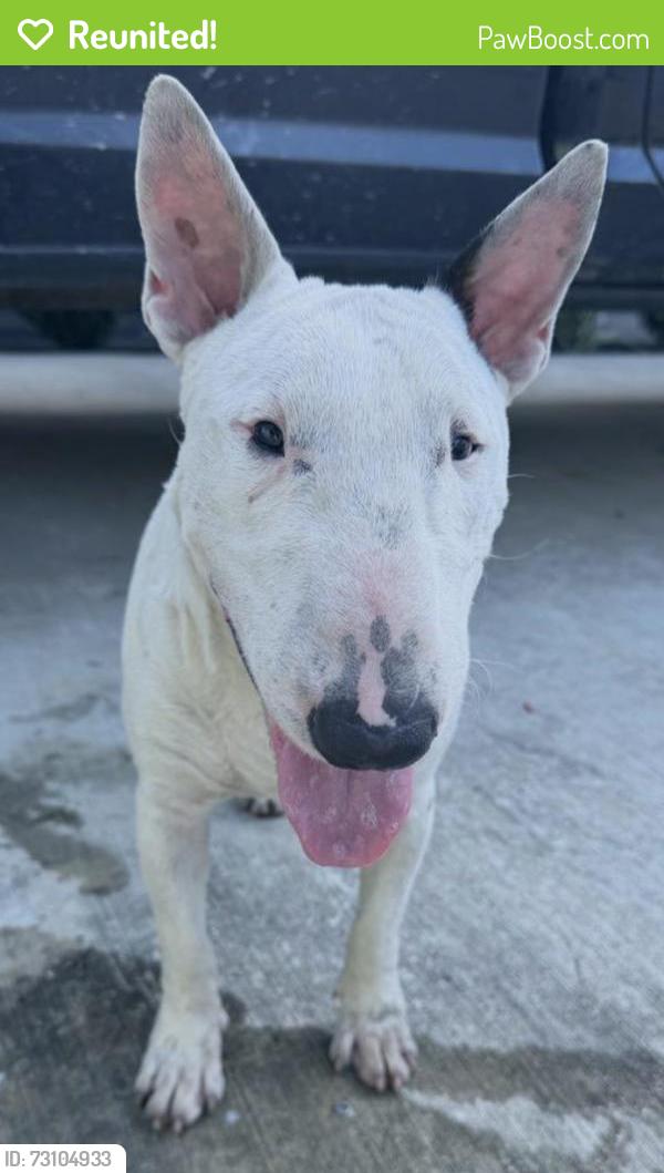 Reunited Male Dog last seen Ruell st & Falvey st, Houston, TX 77017