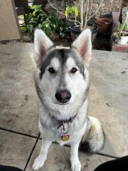 Reunited Female Dog last seen Powerline rd and 9th, Olivehurst, CA 95961