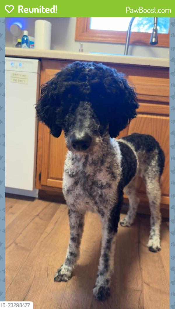 Reunited Female Dog last seen N Milkway Ave, West Odessa, TX 79764
