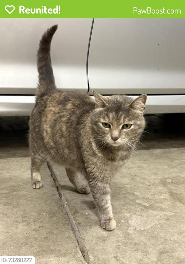 Reunited Female Cat last seen John D Morgan Park, Campbell, CA 95008