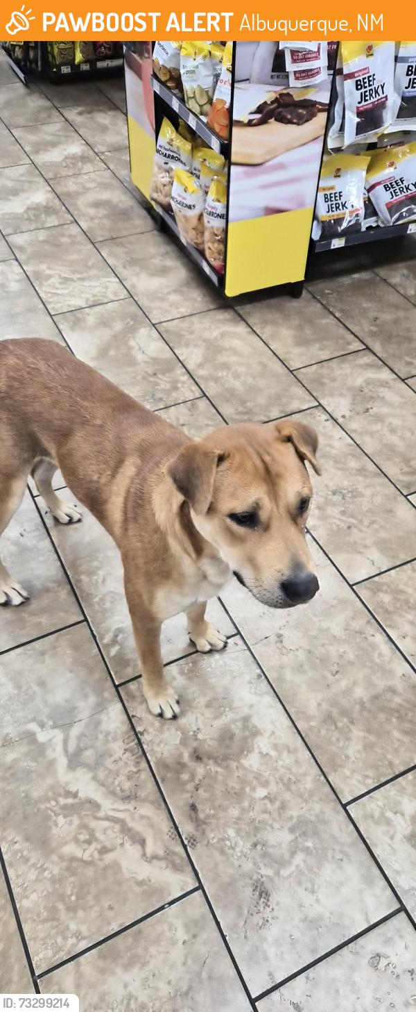 Found/Stray Male Dog last seen Central and atrisco, Albuquerque, NM 87102