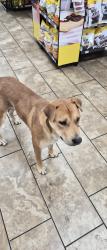 Found/Stray Male Dog last seen Central and atrisco, Albuquerque, NM 87102