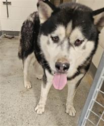 Shelter Stray Male Dog last seen , 3201 Lacy St, Los Angeles, CA 90031, USA