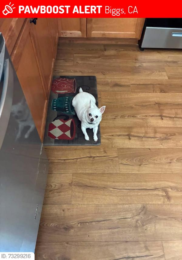 Lost Female Dog last seen 8th street, Biggs, CA 95917