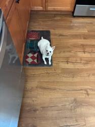 Lost Female Dog last seen 8th street, Biggs, CA 95917