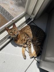 Reunited Female Cat last seen Azusa, CA, USA, Azusa, CA 91702