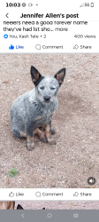 Reunited Female Dog last seen Near, Shawnee, OK 74804