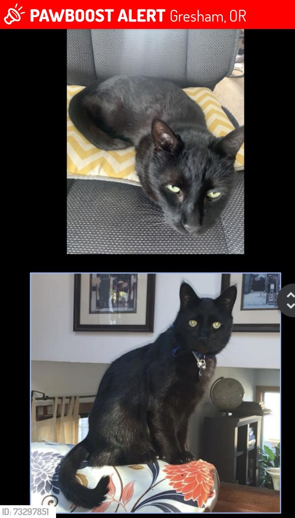 Lost Male Cat last seen Elliott and SE 15th, Gresham, OR 97080