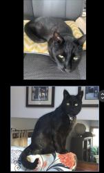 Lost Male Cat last seen Elliott and SE 15th, Gresham, OR 97080