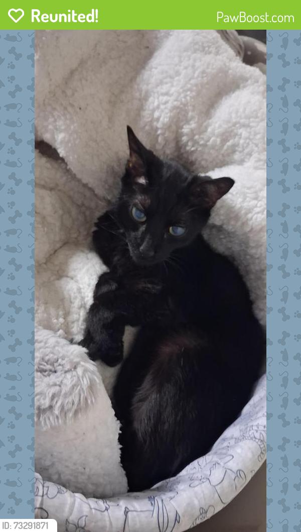 Reunited Male Cat last seen High park school, Edmonton, AB T5P 2J8