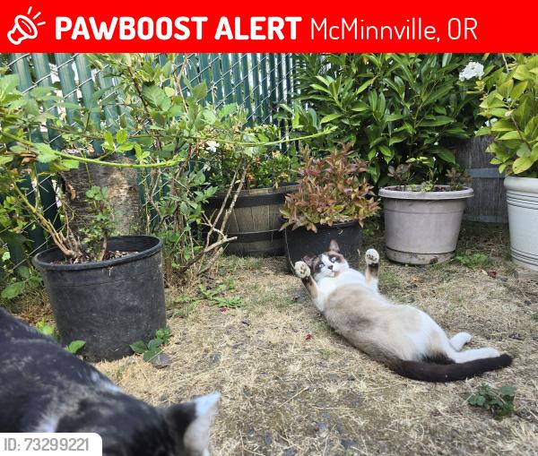 Lost Male Cat last seen Sw Booth bend rd, McMinnville, OR 97128