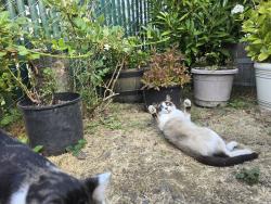 Lost Male Cat last seen Sw Booth bend rd, McMinnville, OR 97128