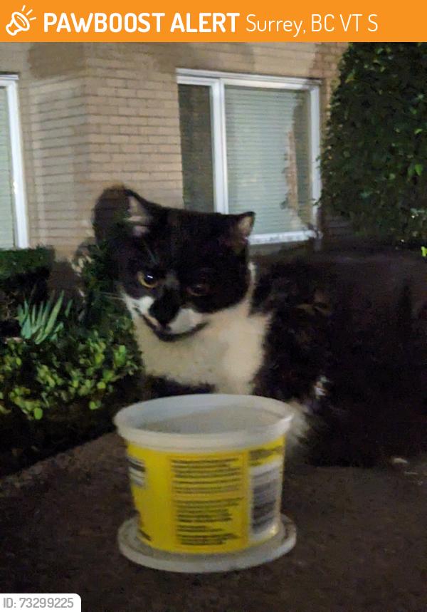 Found/Stray Female Cat last seen Playground around one central complex, Surrey, BC V3T 0S1