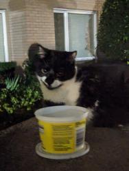 Found/Stray Female Cat last seen Playground around one central complex, Surrey, BC V3T 0S1