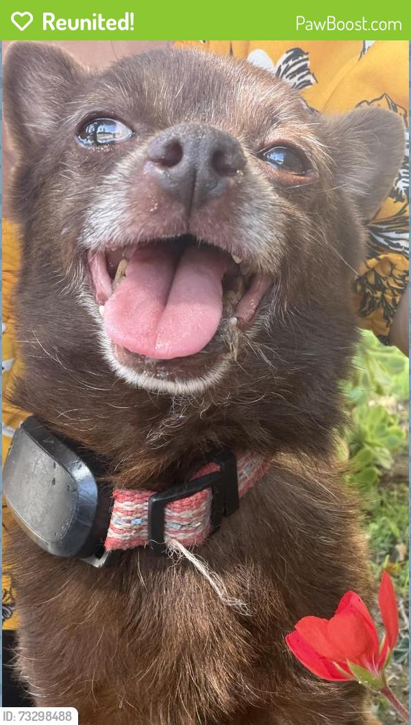 Reunited Male Dog last seen Near St, Fillmore, CA 93015