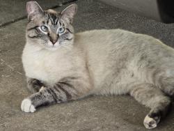 Lost Male Cat last seen Near Sw Booth Bend rd, McMinnville, Oregon 97128, McMinnville, OR 97128