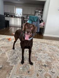 Lost Female Dog last seen Ridge Ave and Kansas St, Heritage Middle School, Liberty, MO 64068