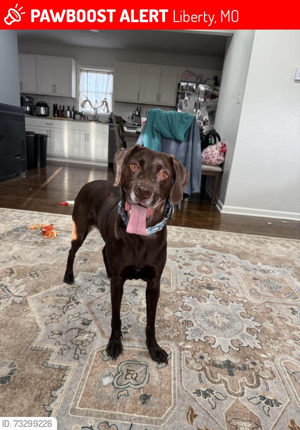 Lost Female Dog last seen Ridge Ave and Kansas St, Heritage Middle School, Liberty, MO 64068
