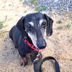 Shelter Stray Male Dog last seen 105th and Aurora Ave N, Seattle, WA, 2061 15th Ave W, Seattle, WA 98119, USA