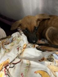 Shelter Stray Female Dog last seen CR 91, Lauderdale County, AL, 3240 Roberson Rd, Florence, AL 35630, USA