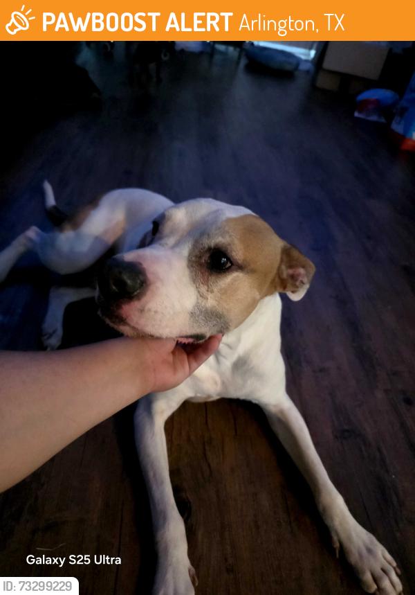 Found/Stray Male Dog last seen Near e park row drive, Arlington, TX 76010