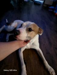 Found/Stray Male Dog last seen Near e park row drive, Arlington, TX 76010