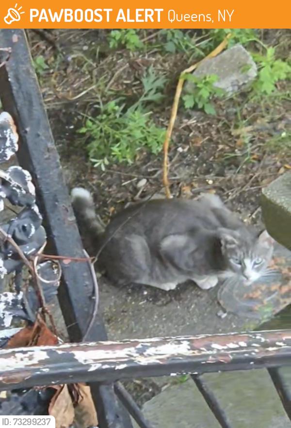Found/Stray Unknown Cat last seen Far rockaway queens ny, Queens, NY 11559