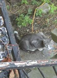 Found/Stray Unknown Cat last seen Far rockaway queens ny, Queens, NY 11559