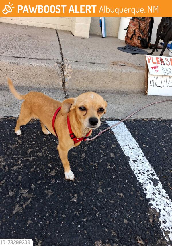 Found/Stray Male Dog last seen Comanche behind Maverick, Albuquerque, NM 87107