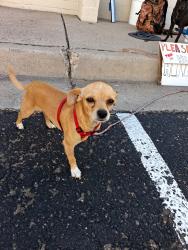 Found/Stray Male Dog last seen Comanche behind Maverick, Albuquerque, NM 87107