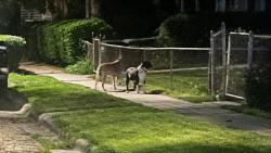 Found/Stray Unknown Dog last seen 19th street and Arbor street, Omaha, NE 68108