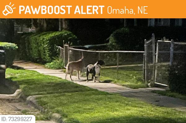 Found/Stray Unknown Dog last seen 19th street and Arbor street, Omaha, NE 68108