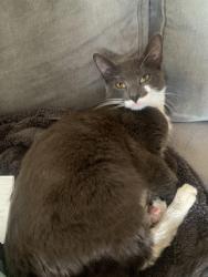Reunited Male Cat last seen Stephenson lane rochester, Kent, England ME1
