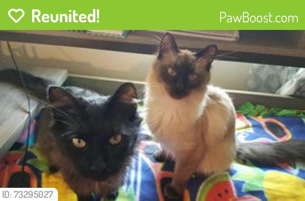 Reunited Male Cat last seen Irving Elementary, West Allis, WI 53227