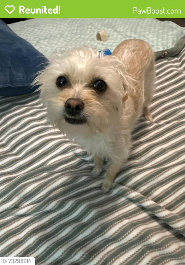 Reunited Female Dog last seen Sprenger Drive and Callow, Albuquerque, NM 87109