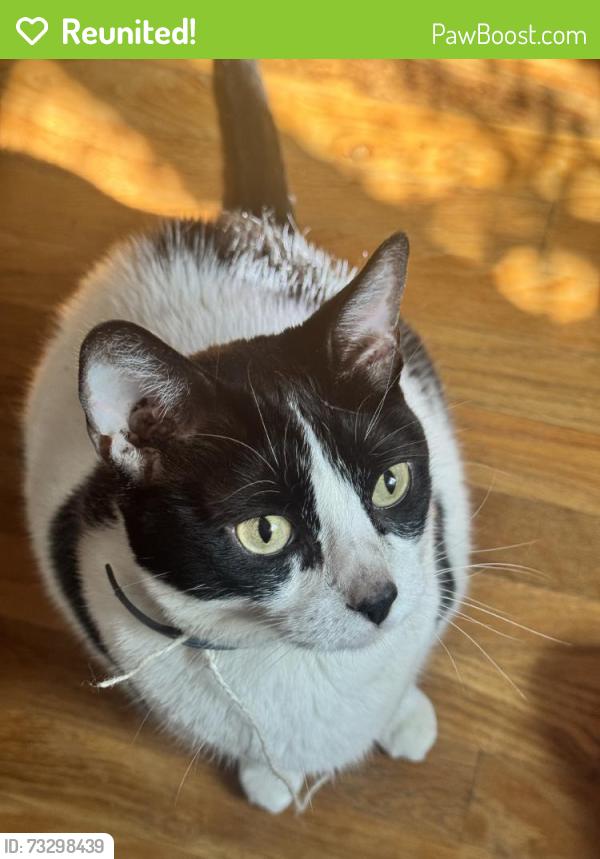 Reunited Female Cat last seen Near Corte Maria Ave, Chula Vista, CA 91911, USA, Chula Vista, CA 91911