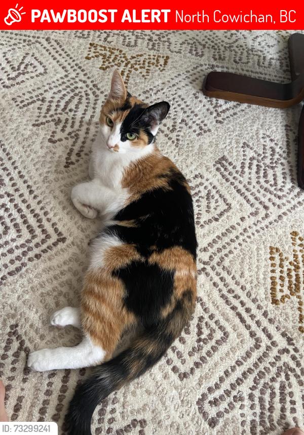 Lost Female Cat last seen Drombeg x Auchinachie, North Cowichan, BC 
