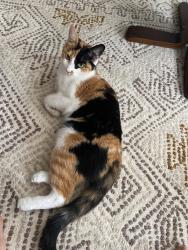 Lost Female Cat last seen Drombeg x Auchinachie, North Cowichan, BC 