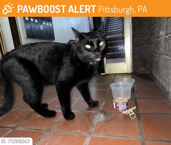 Found/Stray Unknown Cat last seen Alderson St & Shady Ave, Pittsburgh, PA 15217