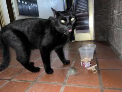 Found/Stray Unknown Cat last seen Alderson St & Shady Ave, Pittsburgh, PA 15217