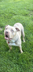 Reunited Male Dog last seen Doub Rd… Williams Rd…. Melville ests, Lewisville, NC 27023