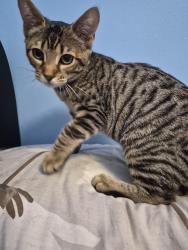 Found/Stray Female Cat last seen Mississauga, Mississauga, ON L5R 2G2